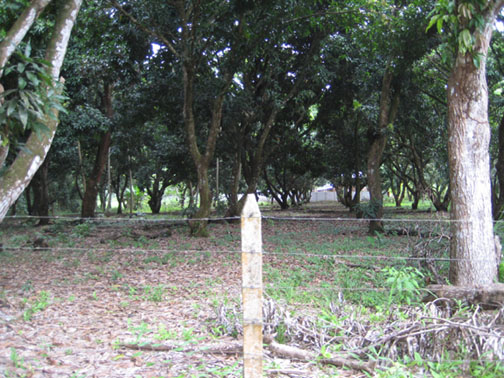 Uvita, walk to the beach, titled property, residential lot, commercial property, location, tourism, for sale, mango trees, hotel, cabinas, rental income, investment opportunity, retirement, near town center, near bank, supermarket, airport, beach, waves, 