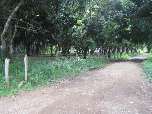 Uvita, walk to the beach, titled property, residential lot, commercial property, location, tourism, for sale, mango trees, hotel, cabinas, rental income, investment opportunity, retirement, near town center, near bank, supermarket, airport, beach, waves, 