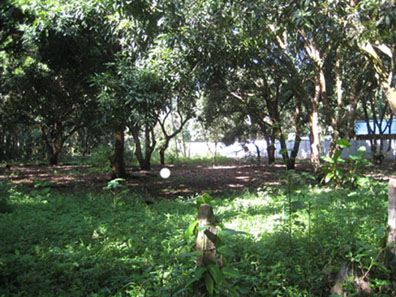Uvita, walk to the beach, titled property, residential lot, commercial property, location, tourism, for sale, mango trees, hotel, cabinas, rental income, investment opportunity, retirement, near town center, near bank, supermarket, airport, beach, waves, 