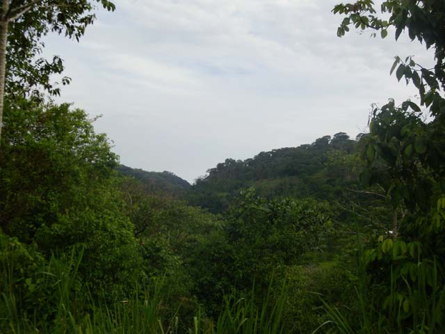 farm for sale, in Lagunas, Lagunas real estate, dominical real estate, self sustaining, rolling hills, close to town, beaches, restaurants, super markets, Jungle, private