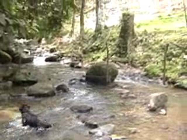 farm for sale, in Hatillo, Hatillo real estate, dominical real estate, self sustaining, rolling hills, close to town, beaches, restaurants, super markets, Jungle, private