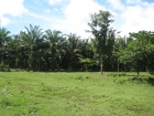 Farm for sale in San Buenas, cortes, commercial property, agriculture, agricultural property, cattle, coastal highway, costanera, palm farm, rice fields, income producing, opportunity, investment, international airport, close to