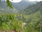 Quepos real estate, farm for sale, near quepos, Manuel Antonio, farms for sale, private, secluded, white water rafting, development opportunity, tourism, retirement opportunity, investment opportunity, ready develop, close to quepos, airport, country sett