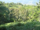Lot for sale, in Platanillo, Platanillo real estate, dominical real estate, self sustaining, rolling hills, close to town, beaches, restaurants, super markets, Jungle, 