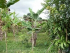 Farm for sale, in San Isidro, Perez zeledon real estate, dominical real estate, self sustaining, rolling hills, close to town restaurants, super markets, Retirement, investment opportunity