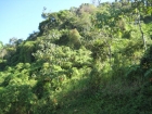 Dominical real estate, gated community, waterfall, community reserve, property in dominical, lots for sale, private, secure, Talapia, waterfall, property, ocean view, mountain and valley views, deal, great price, $69,900, investment, retirement