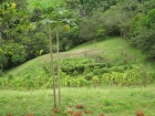 Dominical real estate, land for sale, lot for sale, house for sale, mountain property, secluded, remote, mountain retreat, farm, fruit orchard, community, finished building site