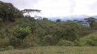 Dominical real estate, property for sale, great deal, fire sale, cheap property, farm, 5 acres, close to the beach, city, platanillo, supermarket, school, access, water, investment, dream home, property deals, bargain price, amazing opportunity
