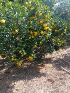 farm  finca  fruit  land  organic  agriculture  homestead  tropical  income  turnkey