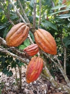 farm  finca  fruit  land  organic  agriculture  homestead  tropical  income  turnkey