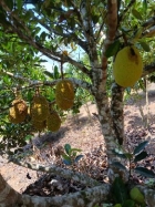 farm  finca  fruit  land  organic  agriculture  homestead  tropical  income  turnkey