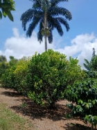 farm  finca  fruit  land  organic  agriculture  homestead  tropical  income  turnkey