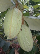 farm  finca  fruit  land  organic  agriculture  homestead  tropical  income  turnkey