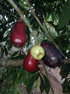 farm  finca  fruit  land  organic  agriculture  homestead  tropical  income  turnkey