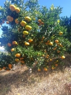farm  finca  fruit  land  organic  agriculture  homestead  tropical  income  turnkey