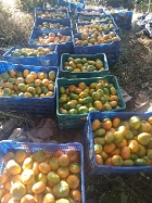 farm  finca  fruit  land  organic  agriculture  homestead  tropical  income  turnkey