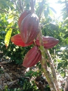farm  finca  fruit  land  organic  agriculture  homestead  tropical  income  turnkey