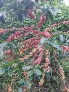 farm  finca  fruit  land  organic  agriculture  homestead  tropical  income  turnkey