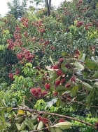 farm  finca  fruit  land  organic  agriculture  homestead  tropical  income  turnkey