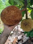 farm  finca  fruit  land  organic  agriculture  homestead  tropical  income  turnkey